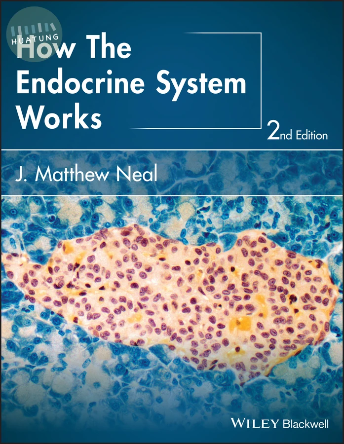 How the Endocrine System Works 