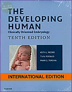 The Developing Human- Clinically Oriented Embryology (10版)