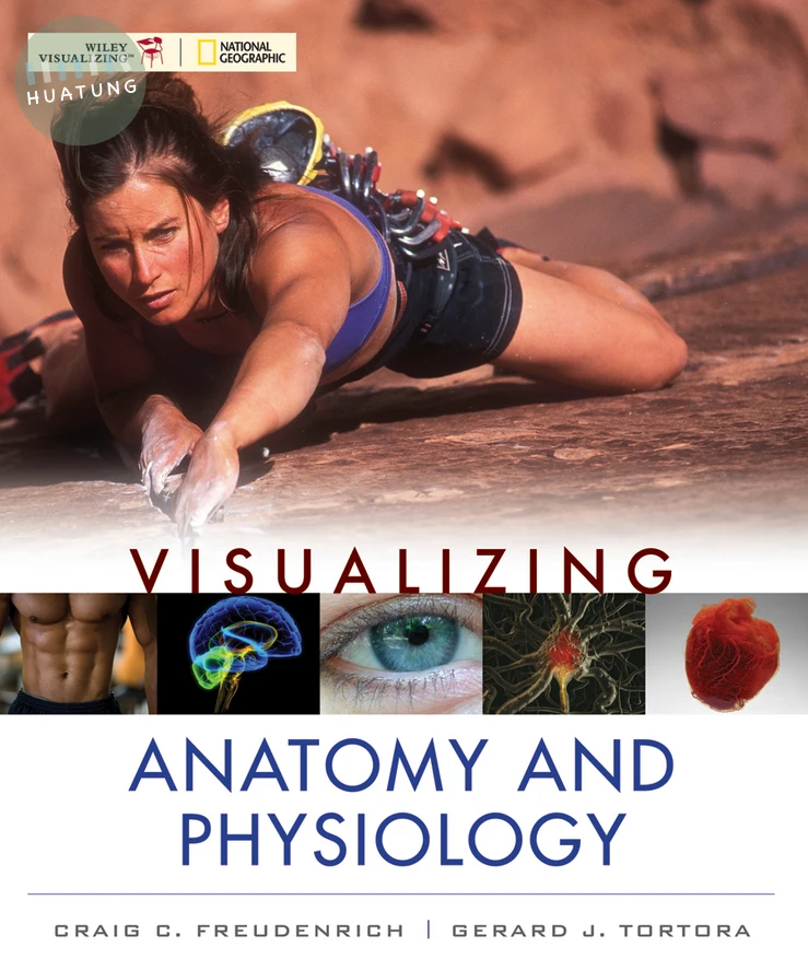Visualizing Anatomy and Physiology 
