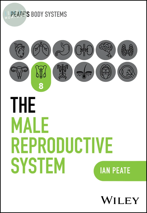 The Male Reproductive System 
